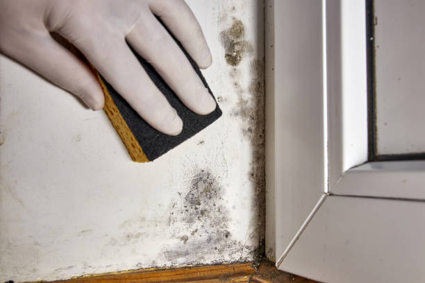 Reliable White City, FL Mold Removal Solutions