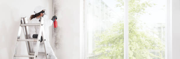 Best Mold-Related Health Consultation  in White City, FL