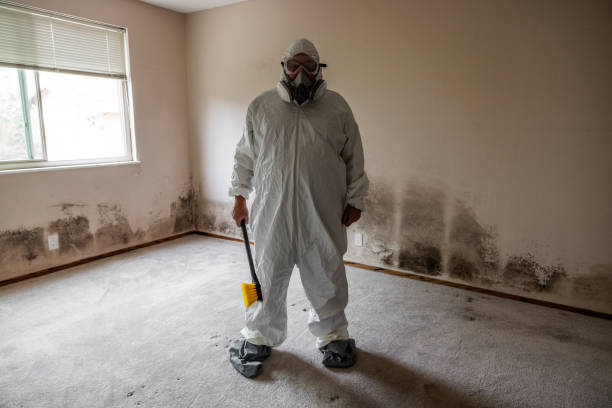 Best Asbestos and Lead Testing During Mold Inspection  in White City, FL